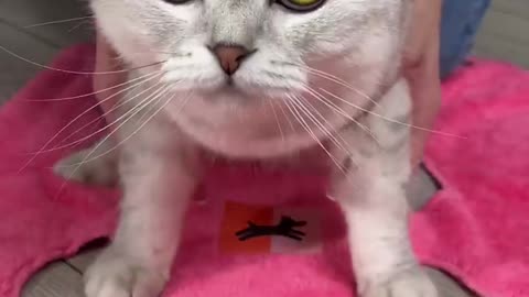 Funny 🤣 😺 cat 🐈 masti video 📷