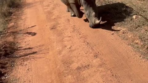 White Rhino Bull's Protective Pursuit