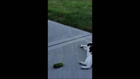 Hilarious Hijinks: The Funniest Cats Compilation Ever!