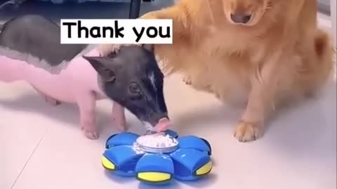 This is a very clever dog | Dog and the Pig