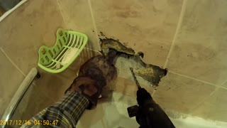 Cat Stuck in a Bathroom Wall