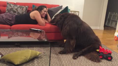 Giant Newfoundland demands attention from mom during the Olympic games