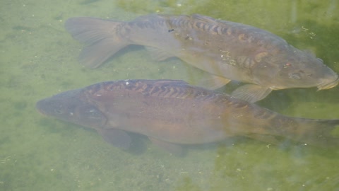 carp underwater