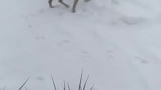 Luna smells traces in the snow.