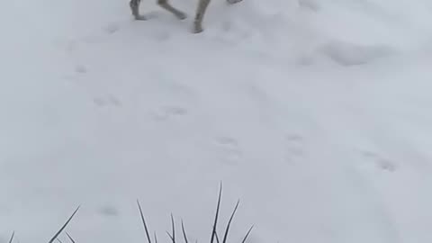 Luna smells traces in the snow.