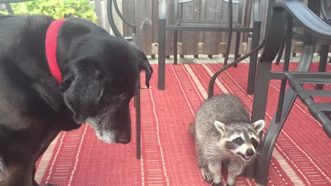 Raccoon and dog share food together