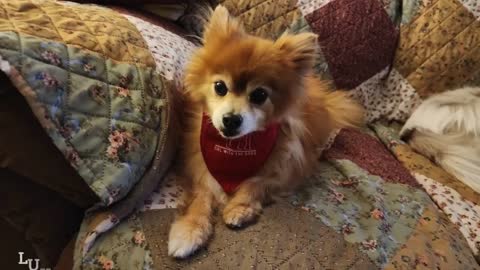 A beautiful Aussie with a peppy Pomeranian