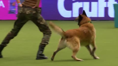 Amazing Dog Performs CPR, Squats and Press Ups in Heelwork To Music Routine