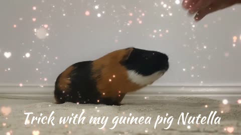 Tricks with my guinea pigs, Cookie and Nutella.