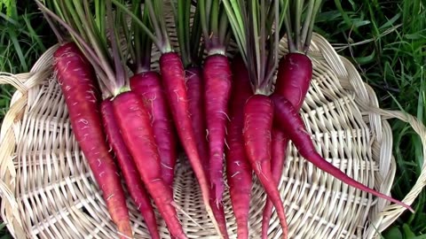 Harvesting Some Purple Dragon Carrots