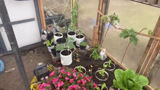 Samantha's gardening -E3-Our heating/cooling system, tomato bottomrot, turnips nextstep, and updates
