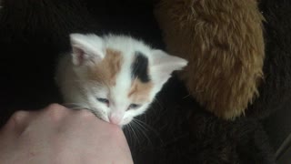 Tiny Kitten Having A Nibble