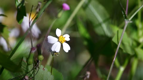 Free Honey Bees Pollination Video Footage