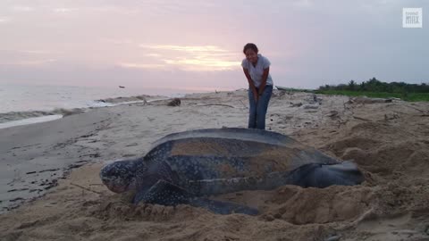 World Largest turtle.😳😳😳😳😳😳