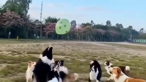 Crazy talented dogs