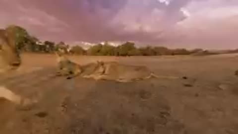 Lions 360° | National Geographic