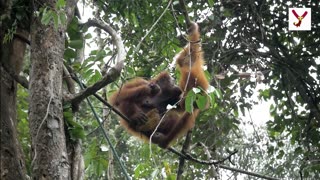 all about orangutan 10 facts