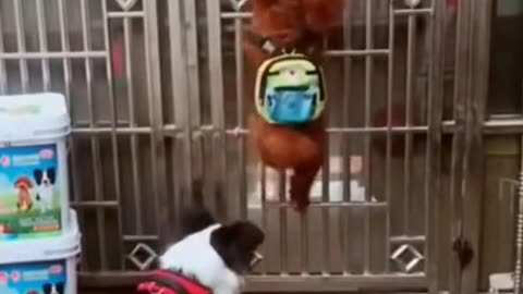 Funny Dog Vid