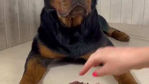 ASMR CUTE DOG EATING