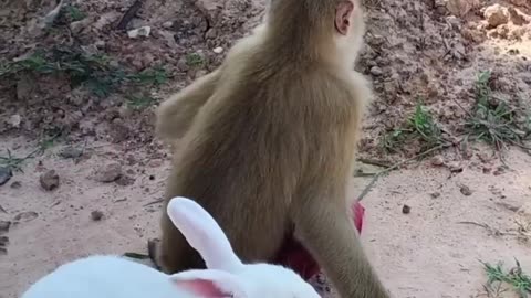 Musical Dog Makes Catchy Beat With Squeaky Toy