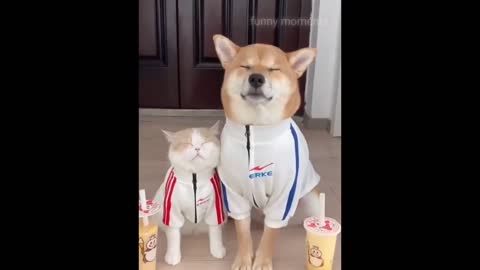 Dogs funny videos compilation