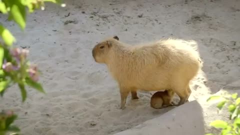 Capybara cubs join San Diego Zoo
