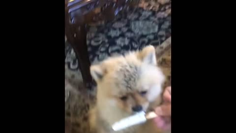 Cute Pomeranian Puppies Compilation #1