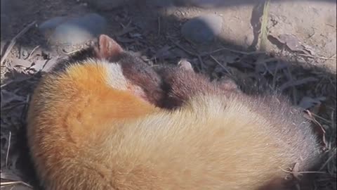 The yellow-throated sable is fluffy