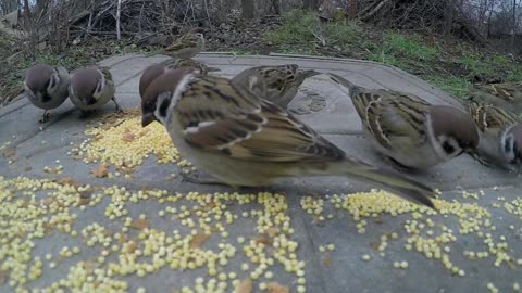 The Eurasian tree sparrow