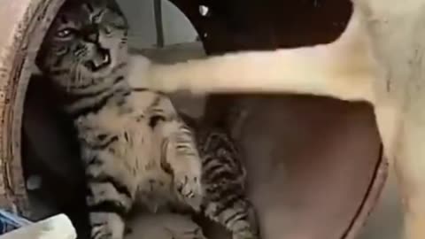 Funny Cats 🤣 videos