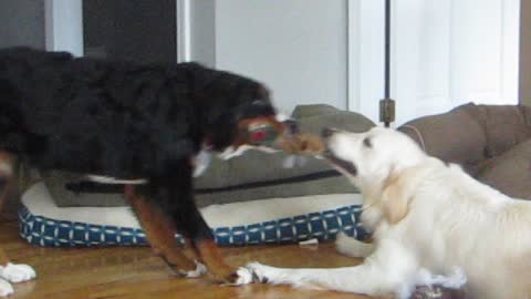 Bernese Mountain puppy plays tug of war with Golden Retriever