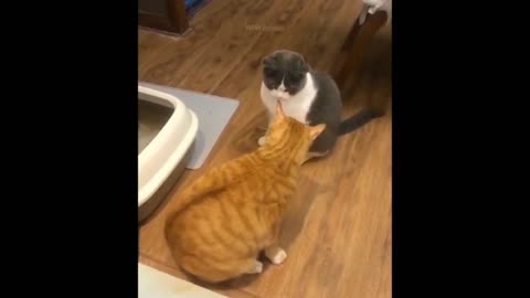Funny animal|Funny animal video|try Not to laugh #cute #funny #cat#video