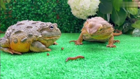 Bull frog and Australian lizard