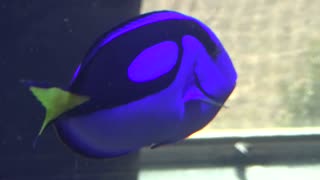 Blue Tang