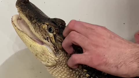 Pet Alligator Takes a Bath