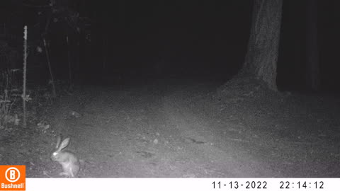 Bunny on a Night Search
