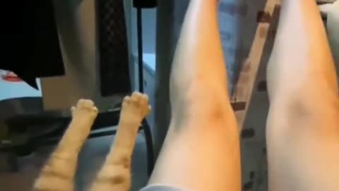 Cat Streching its leg With its Owner