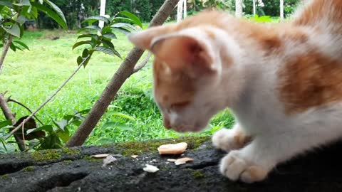 A homeless poor kitten finds a food