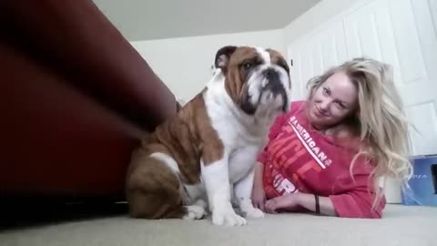 Bulldog Puppy and His Mommy 23 latest videos