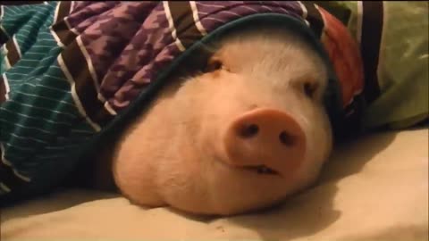 Sleeping Pig Wakes Up for a Cookie