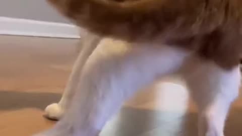 Viral cat dancing tiktok video - DAILY 🐶 ANIMALS 😻 SHORTS