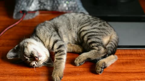 Cute cat sleeping