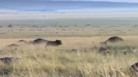 Touching Story ! Lion Becomes Gentle To Adopt Cheetah's Cubs - Cheetah Vs ,Oryx-16