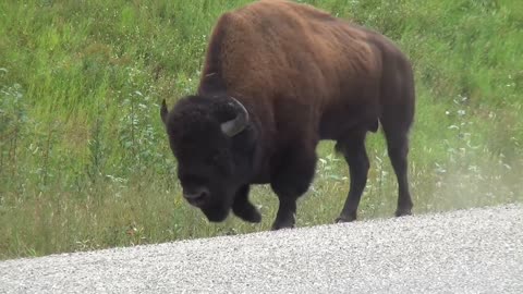 Buffalo Bison Buffalo Bull Bull Nature
