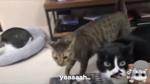Cats talking !! these cats can speak english better than ever