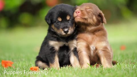 Cute Puppies Friendship