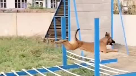 just for laugh ..amazing funny Dogs . animals funniest .. best video 2022