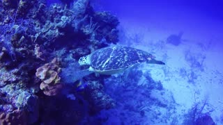 La inusual comida de una tortuga críticamente en peligro hace que sea tóxica para comerla