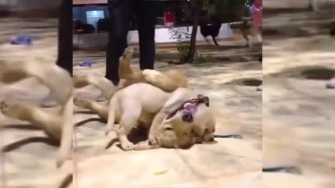 Father dog plays with his little Boy