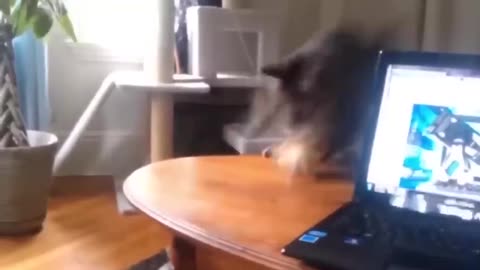 Funniest Cats and Dogs. Video # 22